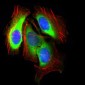 SLC2A4 Antibody